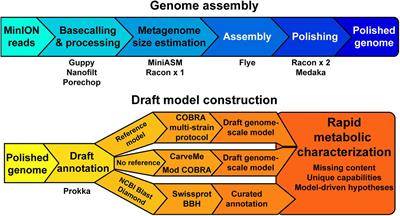 High-Quality Genome-Scale Models From Error-Prone, Long-Read Assemblies